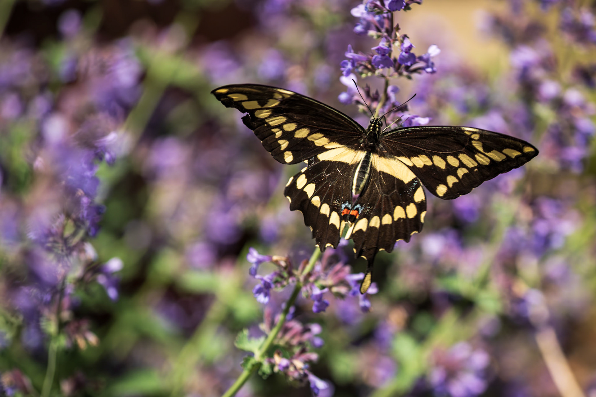 Giant Swallowtail | Papilio cresphontes | 20220522