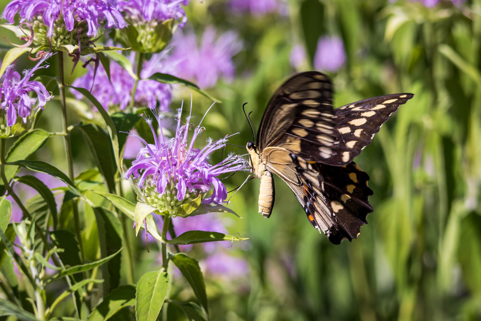 Giant Swallowtail | Papilio cresphontes | 20230704