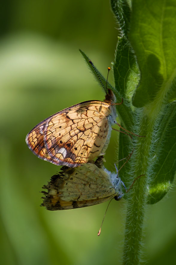 Pearl Crescent | Phyciodes tharos | 20230624