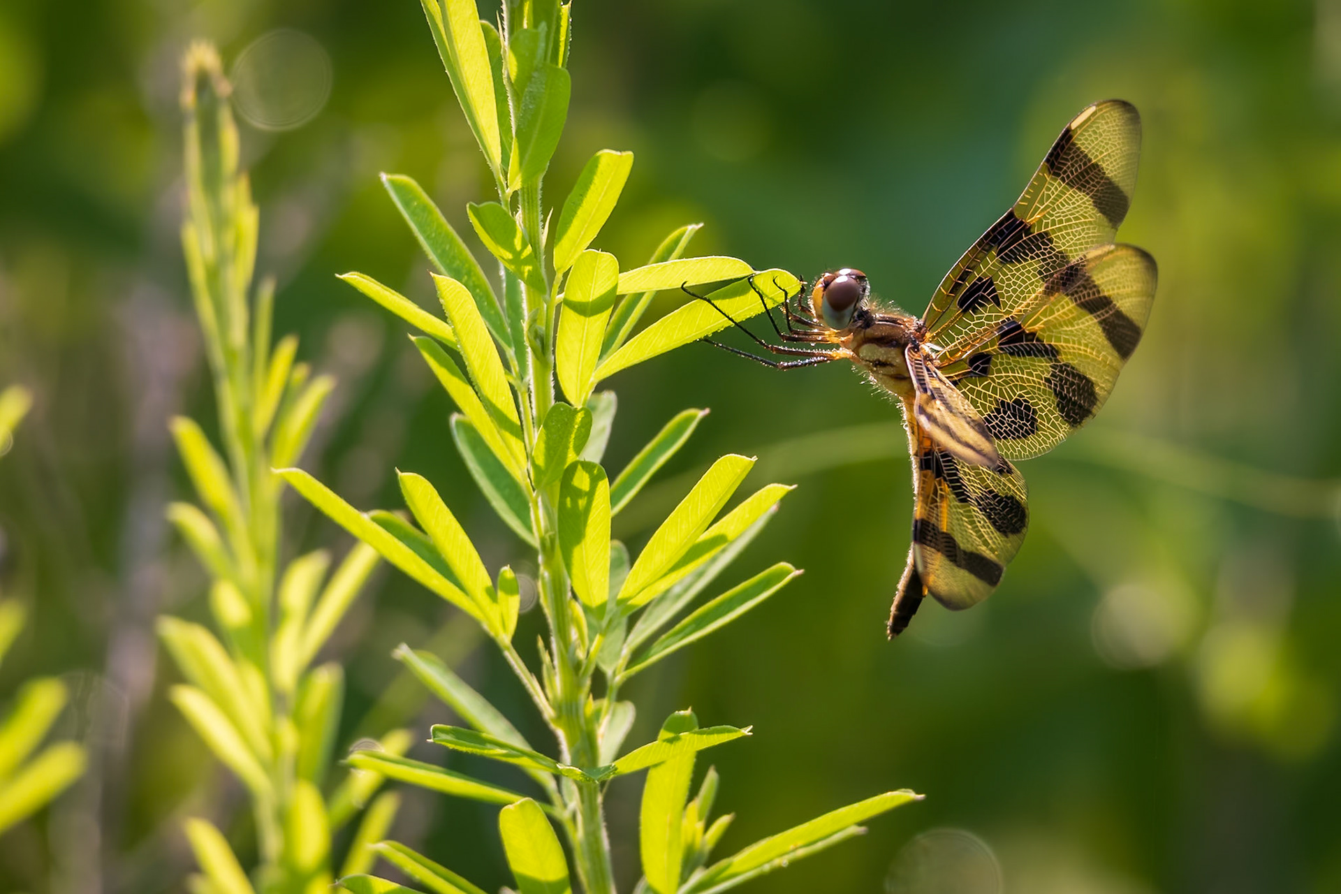 Halloween Pennant, Celighemis eponina