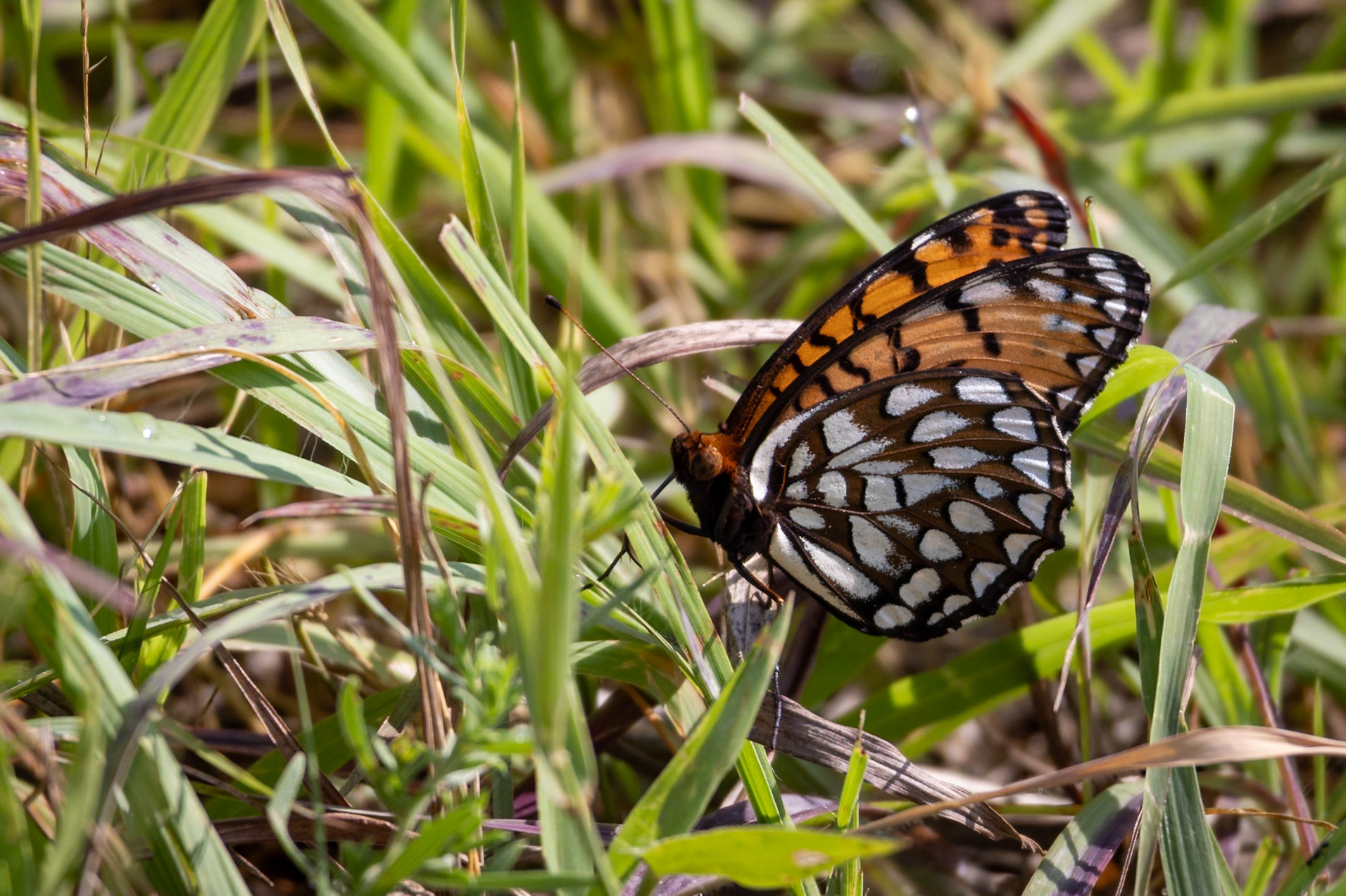 Regal Fritillary | Speyeria idalia | 20250618 | Tallgrass Prairie