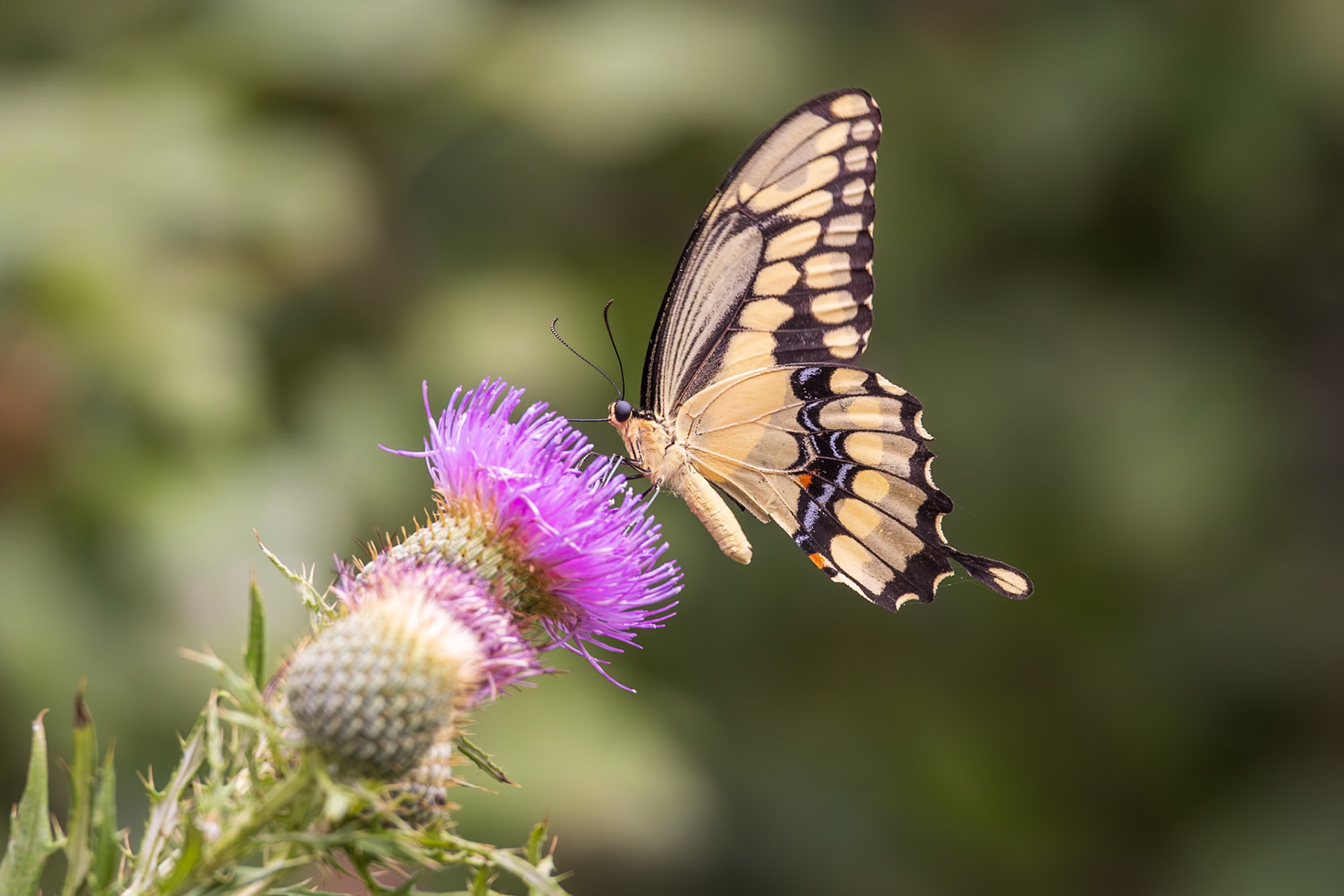 Giant Swallowtail | Papilio cresphontes | 20230826