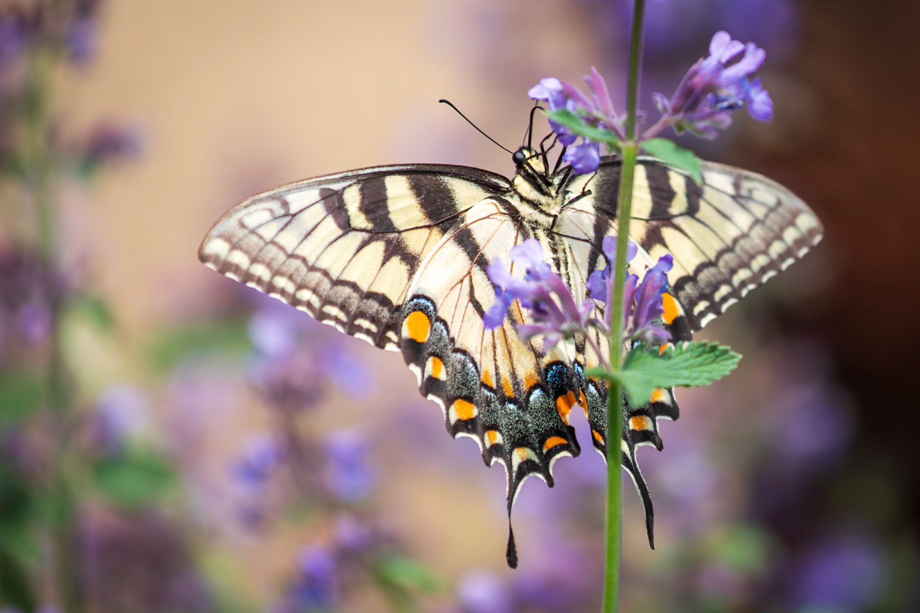 Eastern Tiger Swallowtail | Papilio glaucus | 20220528