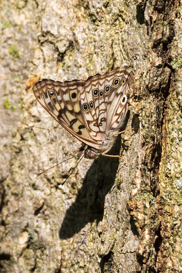 Hackberry Emperor | Asterocampa celtis | 20230602