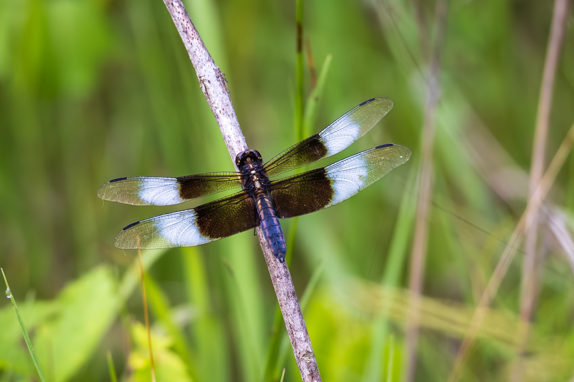 Widow Skimmer, Libellula luctuosa