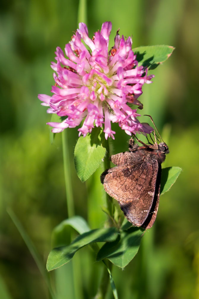 Northern Cloudywing | Thorybes pylades | 20220608