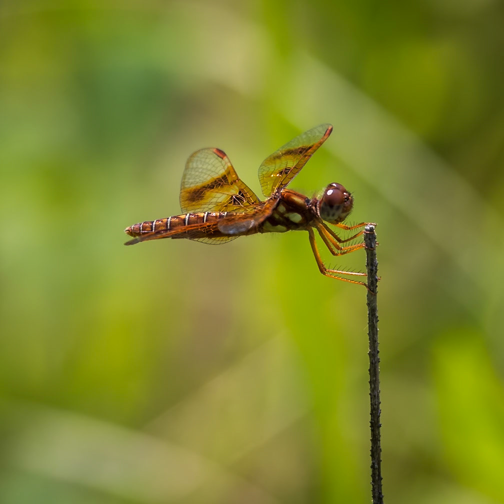 Eastern Amberwing, Perithemis tenera