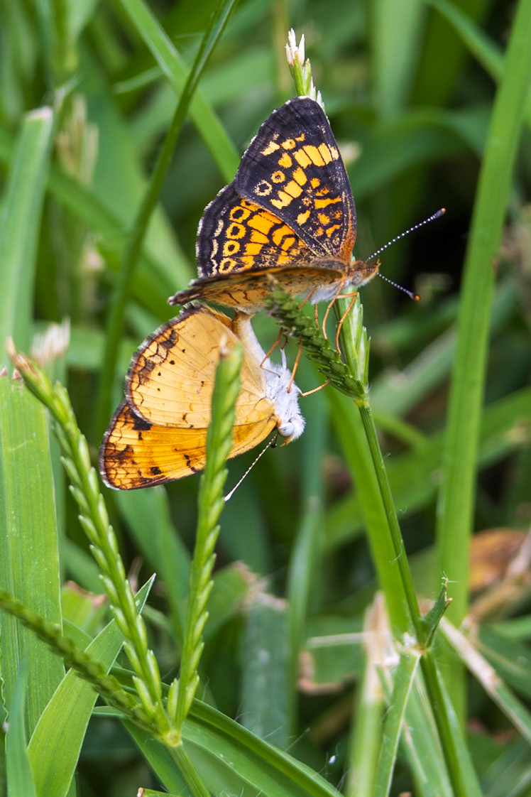 Pearl Crescent | Phyciodes tharos | 20230722
