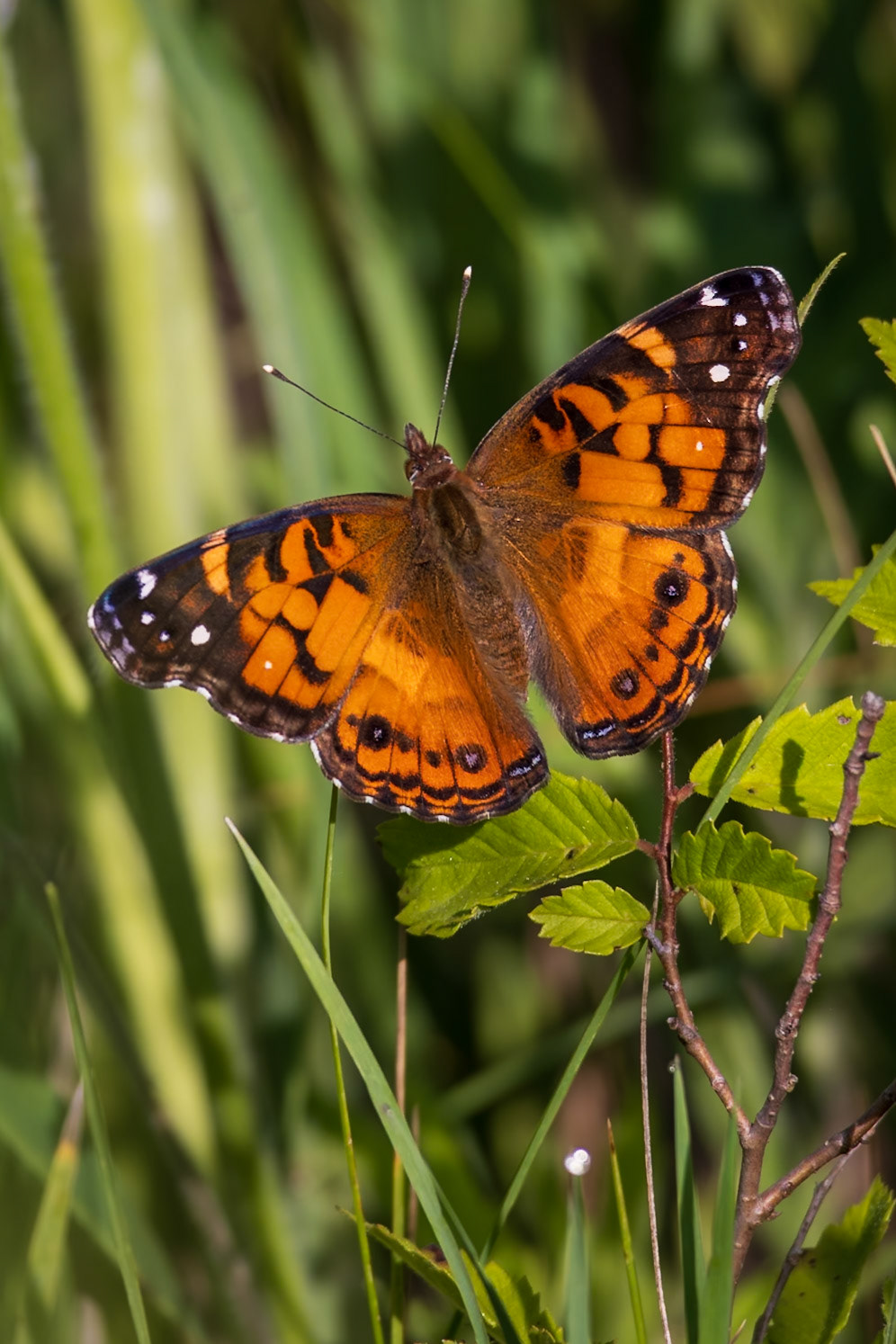American Lady | Vanessa virginiensis | 20230619
