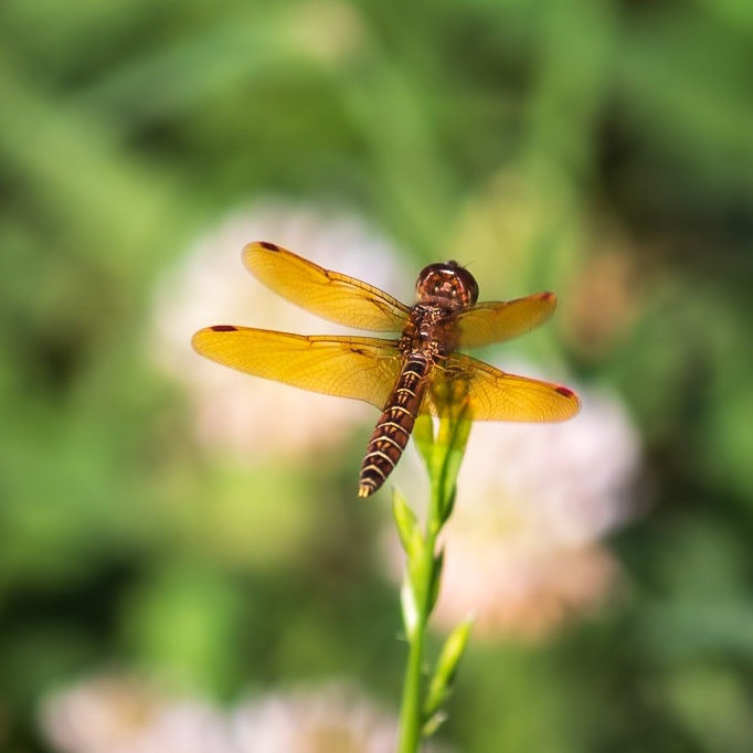 Eastern Amberwing, Perithemis tenera