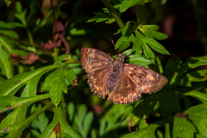 Horace’s Duskywing | Erynnis horatius | 20180914