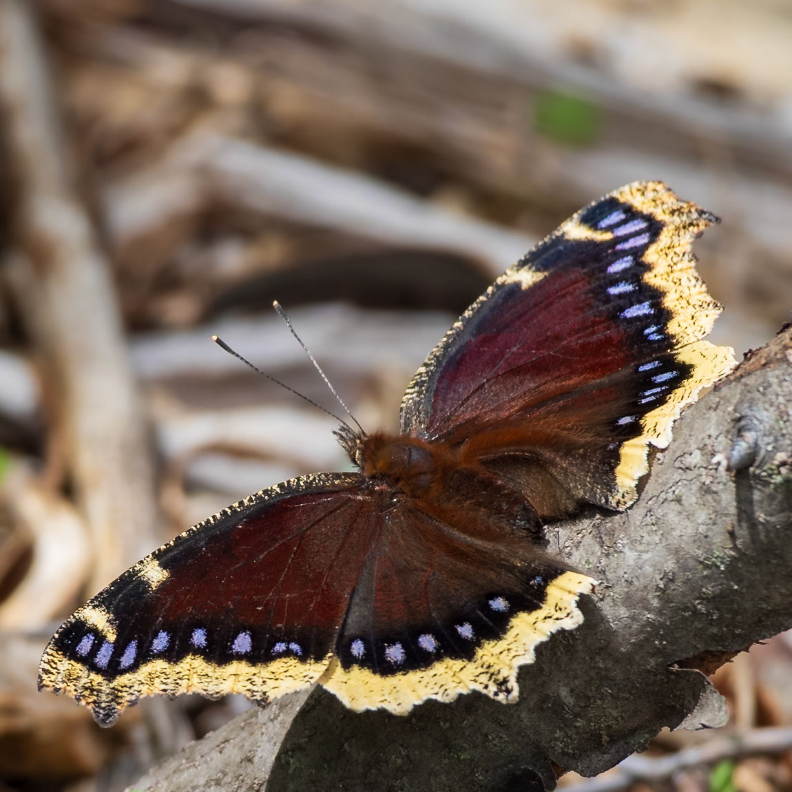 Mourning Cloak, Nymphalis antiopa | 20240508