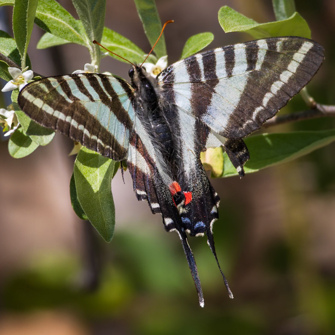 Zebra Swallowtail | Eurytides marcellus - summer form | 20230423