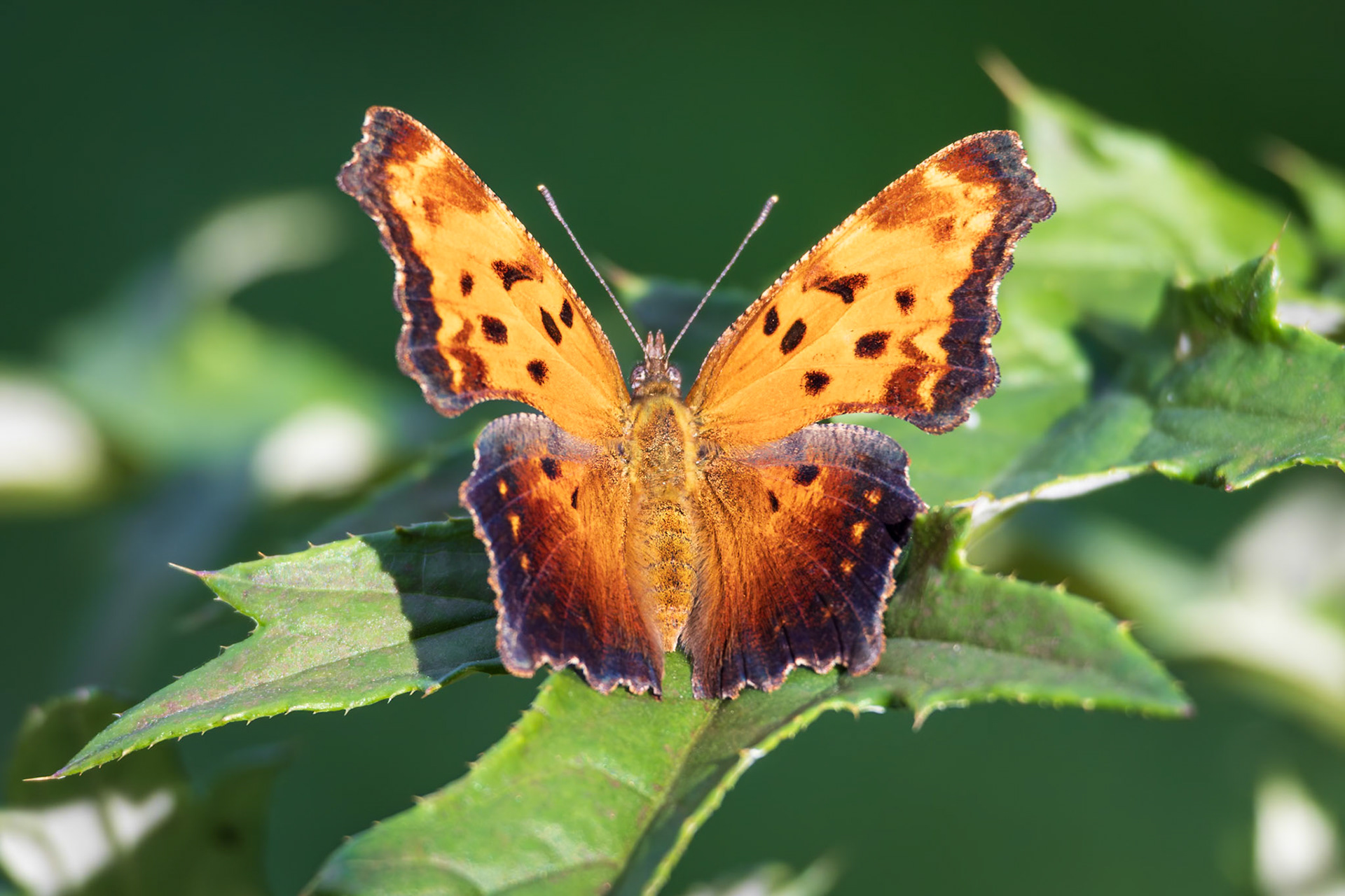 Gray Comma | Polygonia progne | 20250614