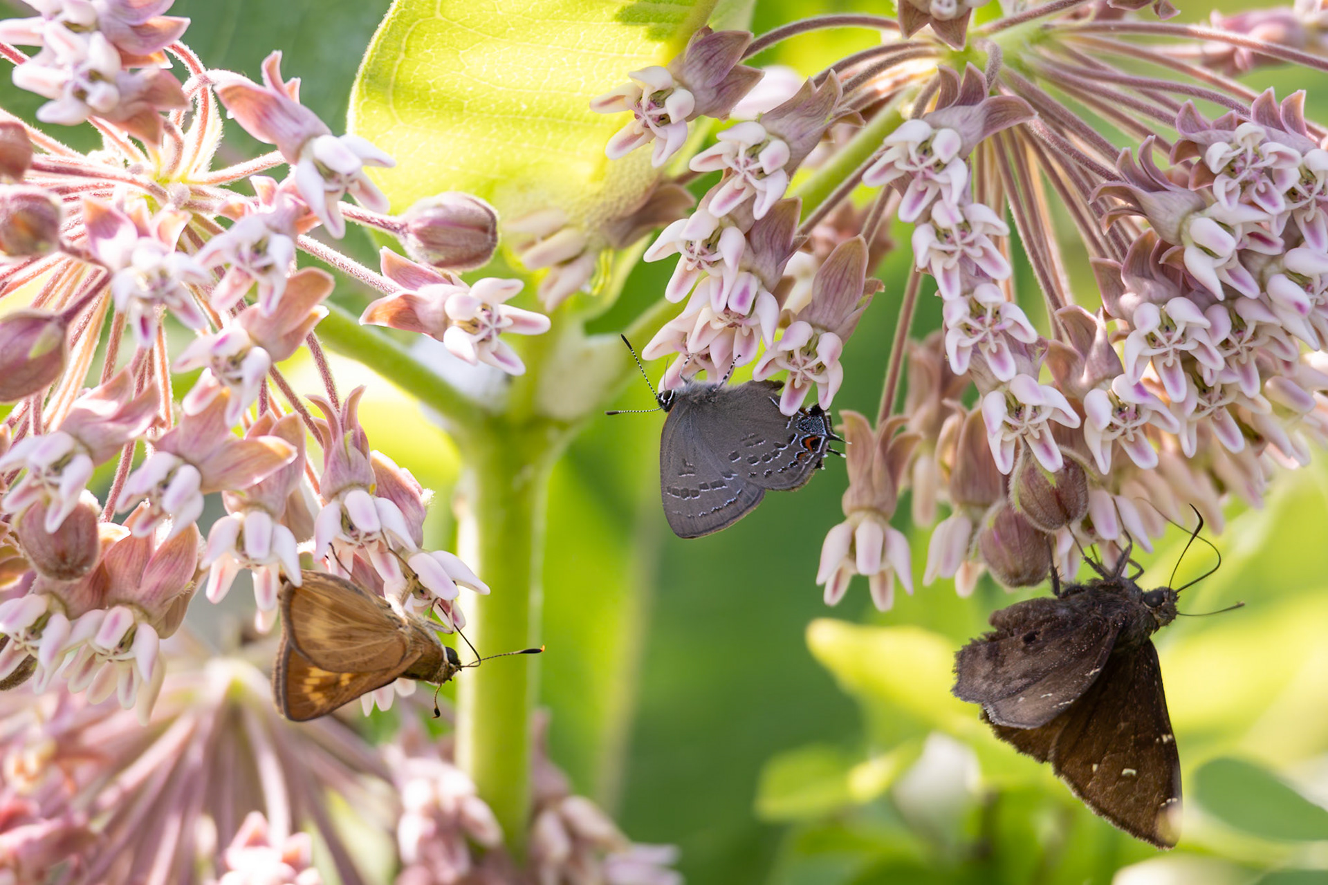 Byssus Skipper | Problema byssus, Banded Hairstreak | Satyrium calanus, Northern Cloudywing | Thorybes pylades | 202306019