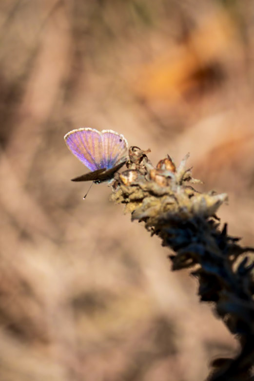 Marine Blue | Leptotes marina | 20211017
