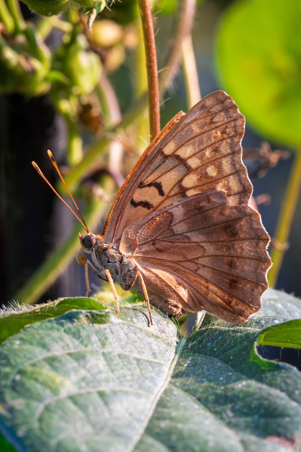 Tawny Emperor | Asterocampa clyton | 20210912