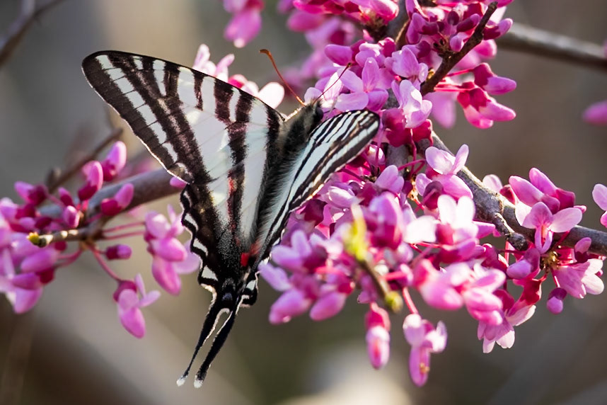 Zebra Swallowtail | Eurytides marcellus - spring form | 20230411