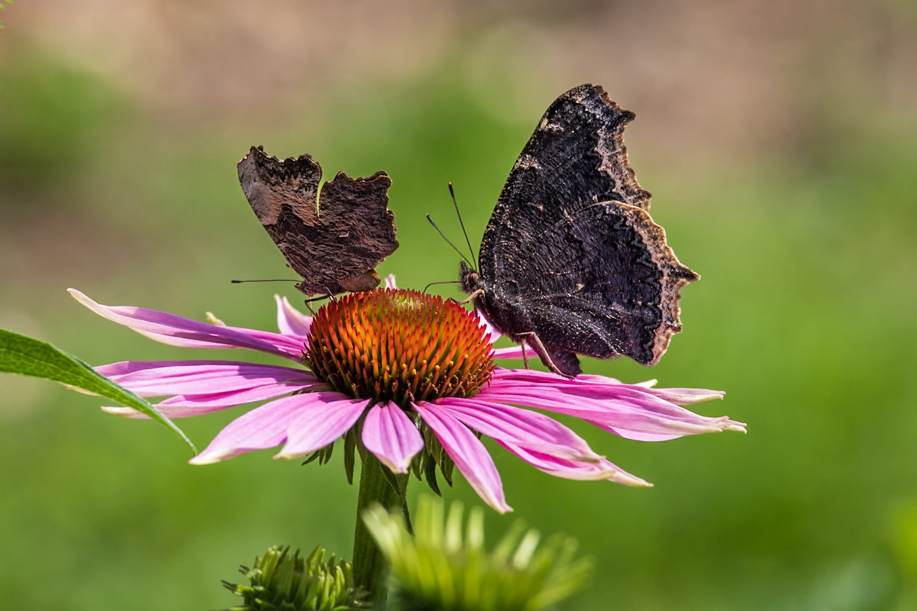 Gray Comma | Polygonia progne and Mourning Cloak | Nymphalis antiopa