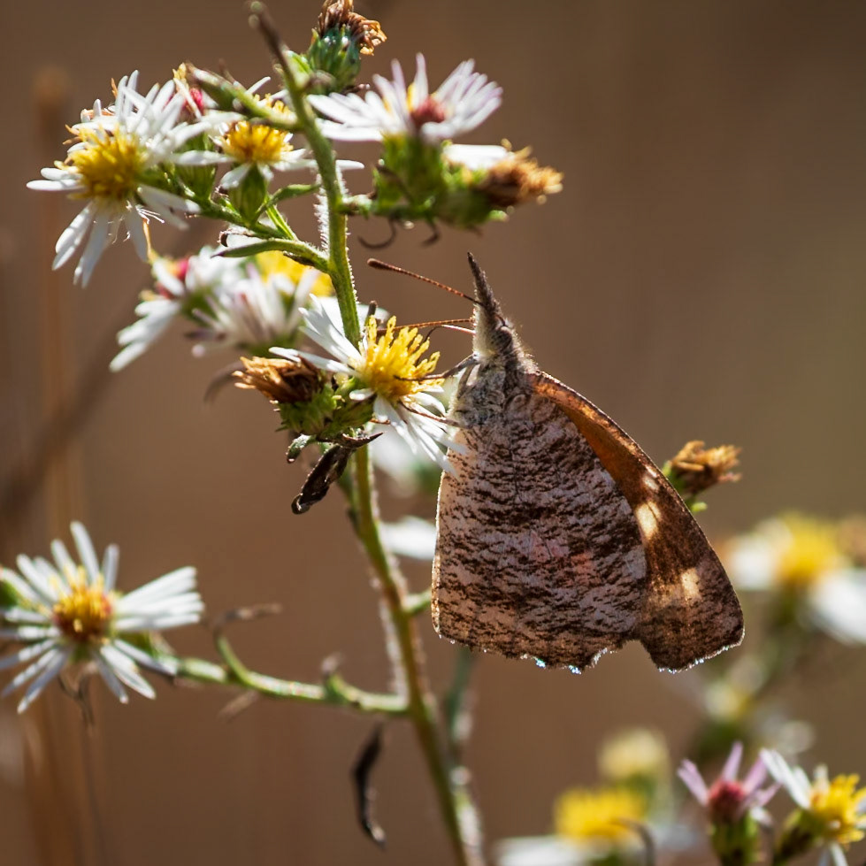 American Snout | Libytheana carinenta | 20221028