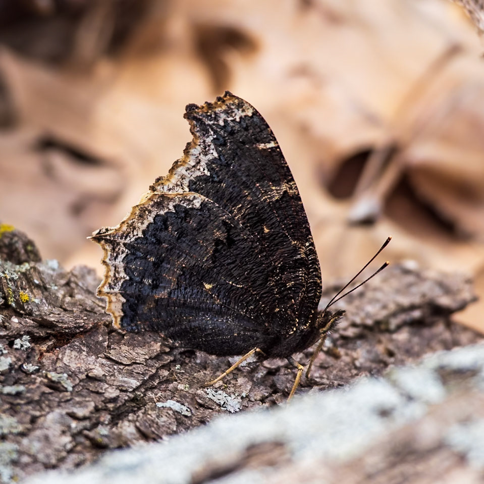 Mourning Cloak, Nymphalis antiopa | 20240507