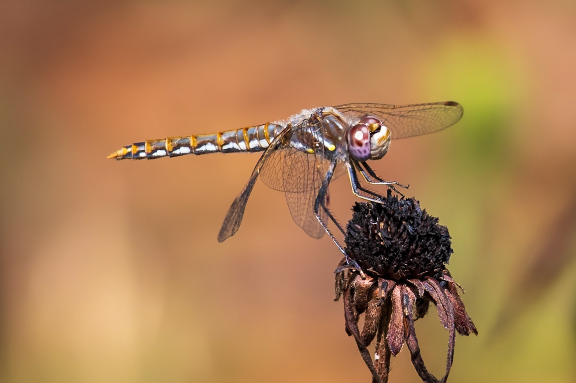 Variegated Meadowhawk, Sympetrum corruptum