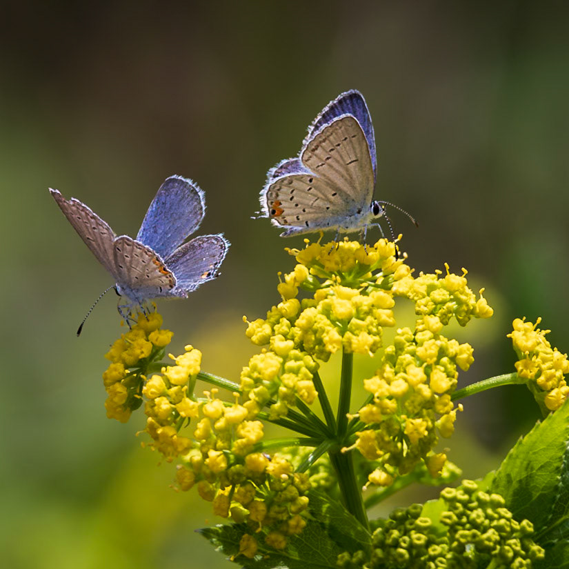 Eastern Tailed-Blue | Everes comyntas | 20230506