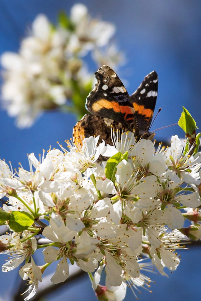 Red Admiral | Vanessa atalanta | 20230412