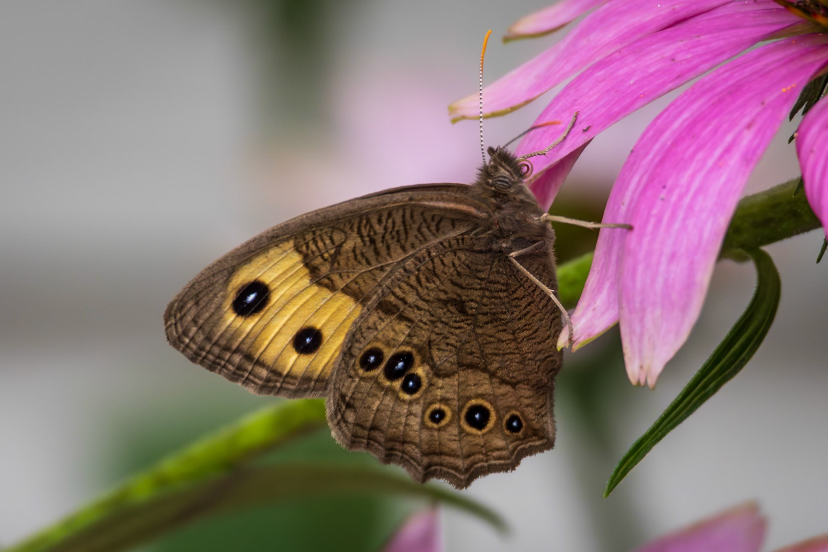 Common Wood-Nymph | Cercyonis pegala | 20240628