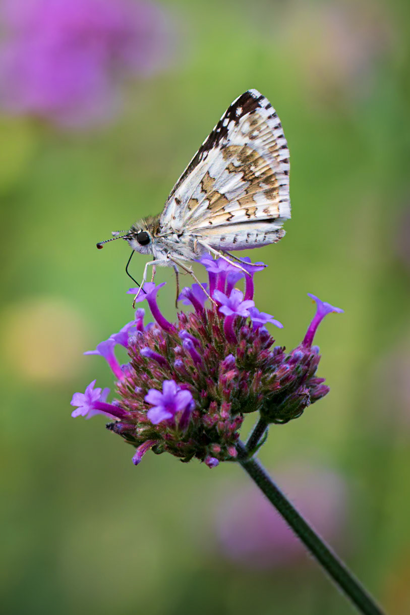 Common Checkered-Skipper | Pyrgus communis | 20190914