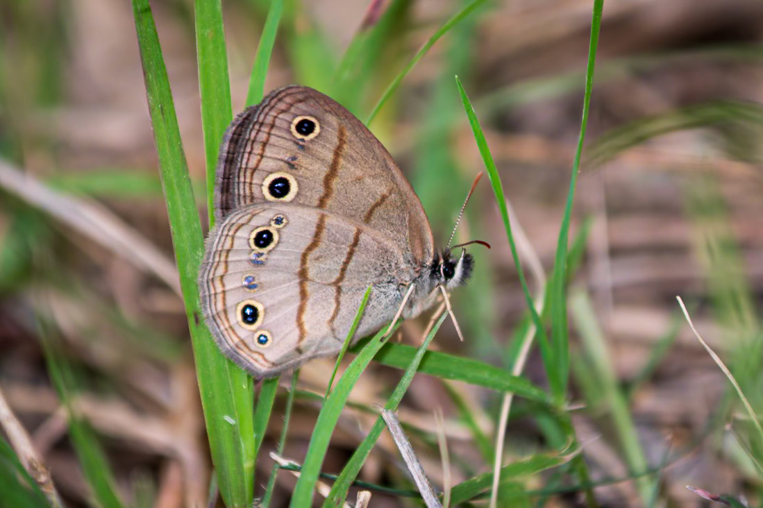 Little Wood-Satyr | Megisto cymela* (includes viola) | 20220530