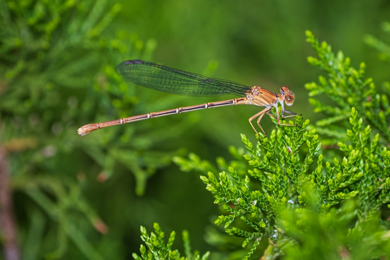 Powdered Dancer, Argia moesta