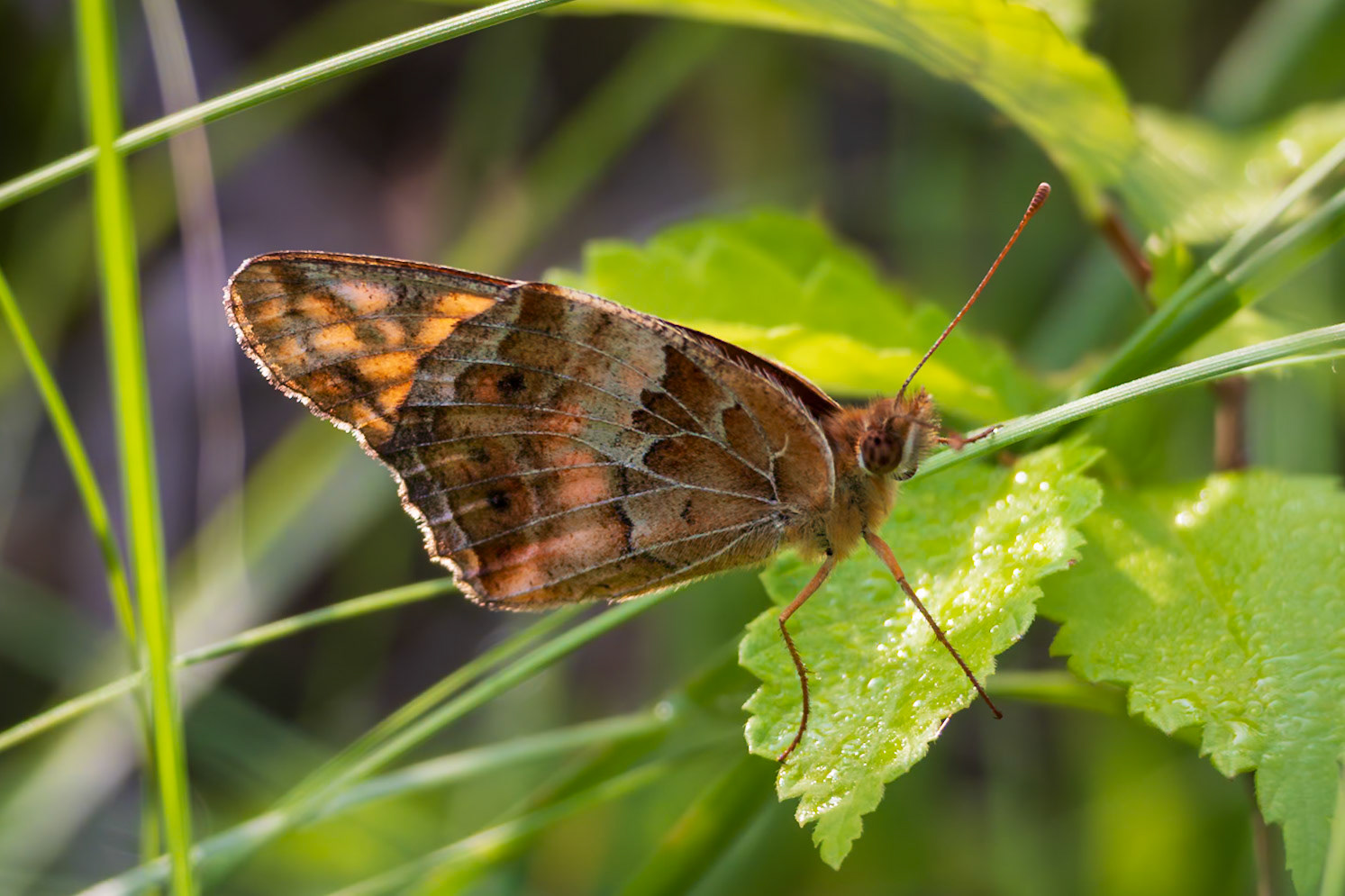Variegated Fritillary | Euptoieta claudia | 20230531