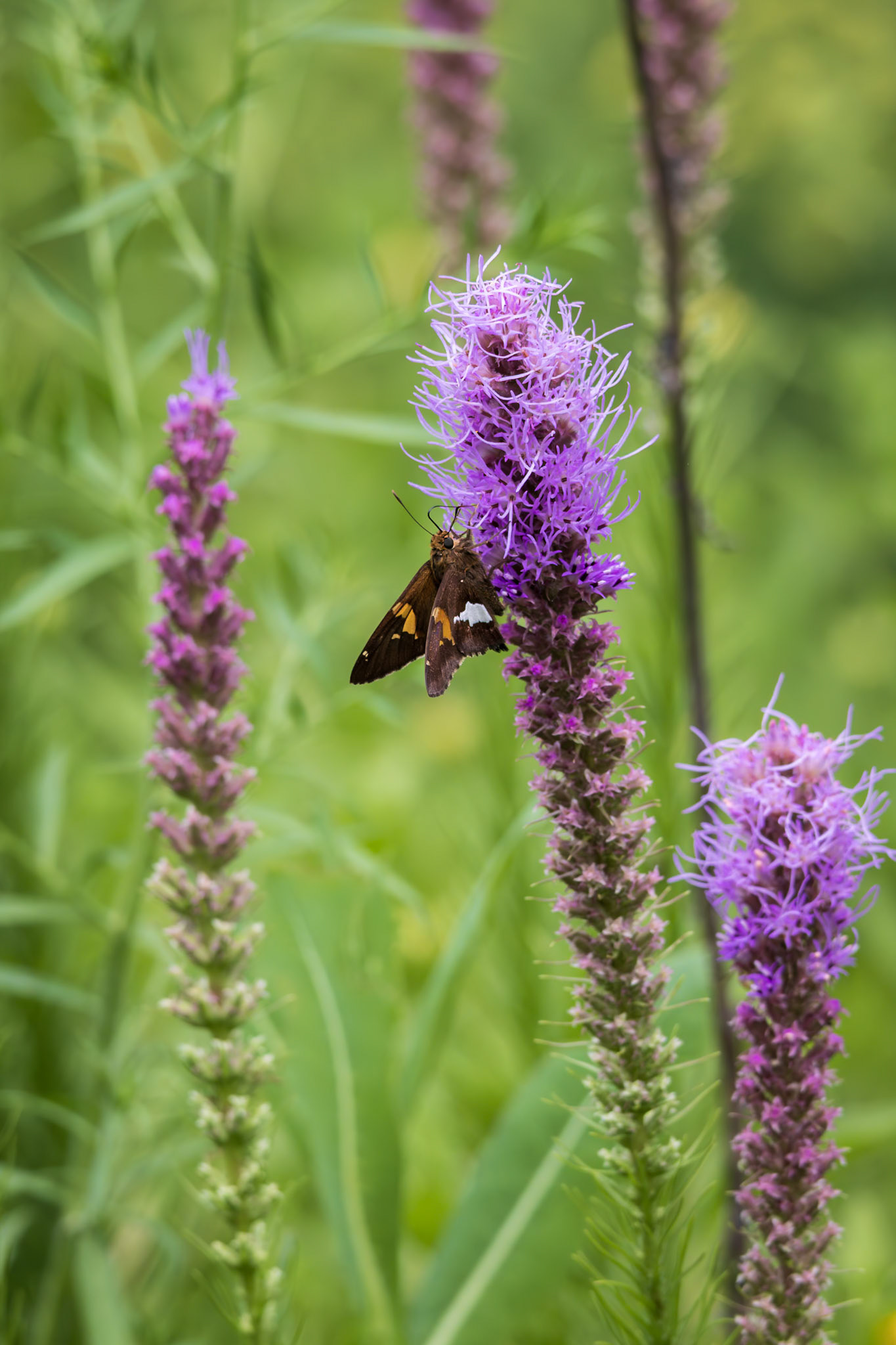 Silver-spotted Skipper | Epargyreus clarus | 20240707