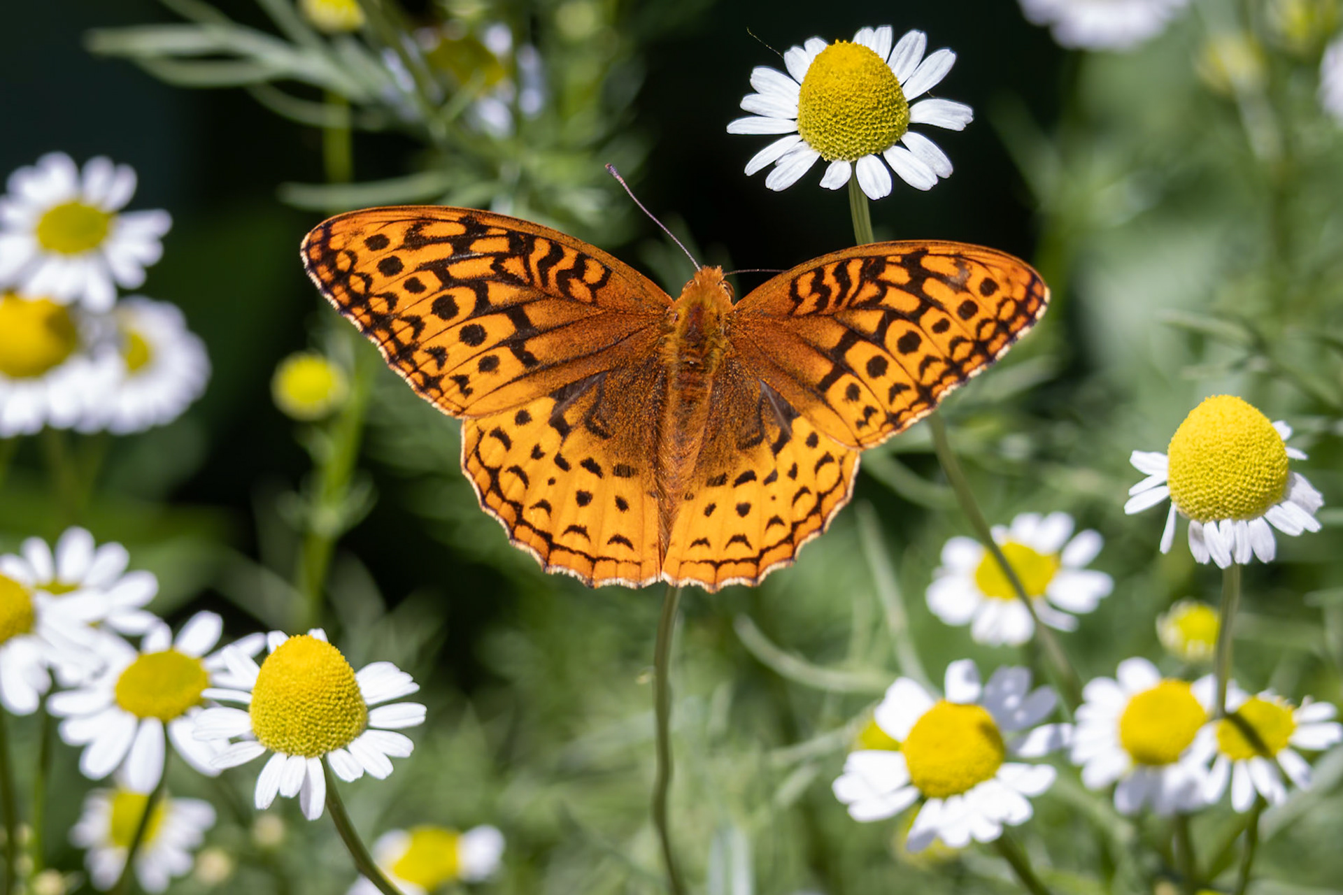 Great Spangled Fritillary | Speyeria cybele, Speyeria cybele leto