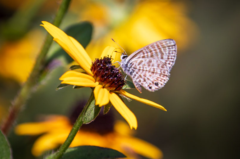 Marine Blue | Leptotes marina | 20220821