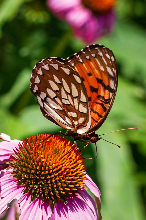Regal Fritillary | Speyeria idalia | 20180709