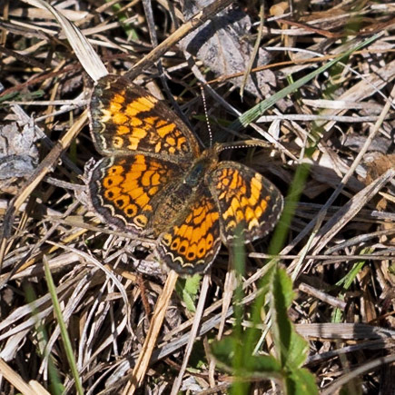 Pearl Crescent | Phyciodes tharos | 20230502