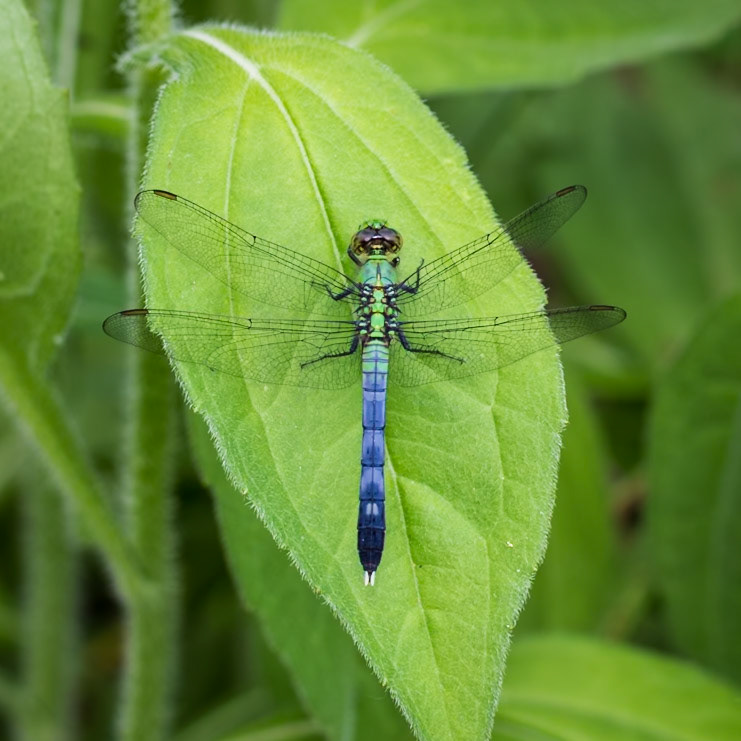 Eastern Pondhawk, Erythemis simplicicollis