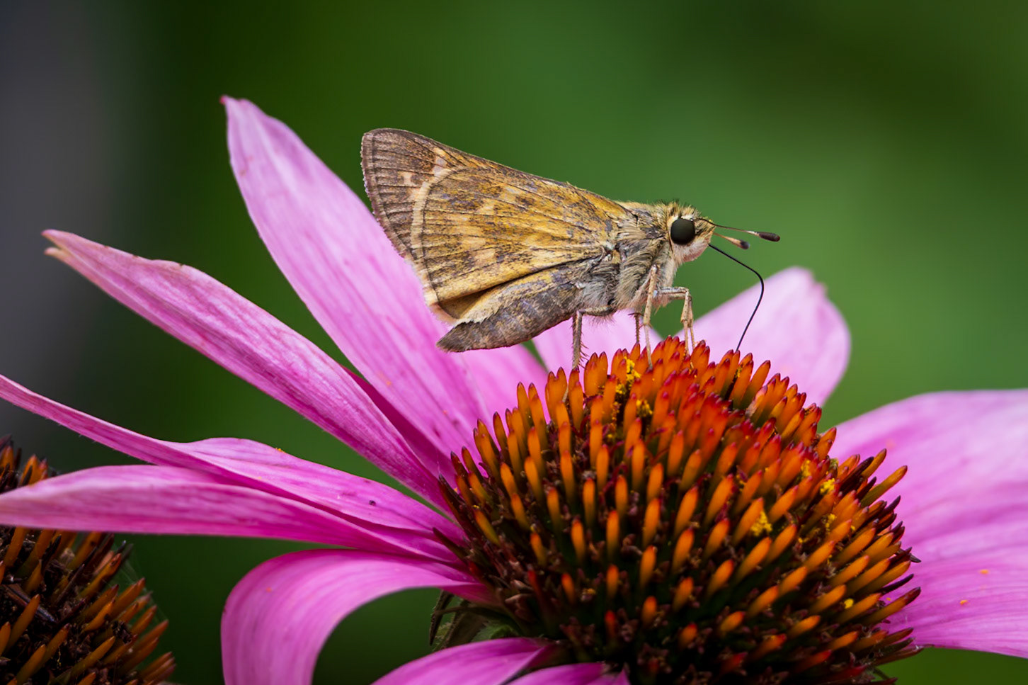 Sachem | Atalopedes campestris | 20240703