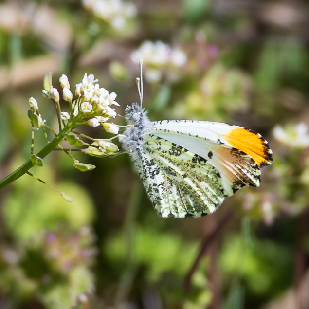 Falcate Orangetip | Anthocharis midea | 20250325