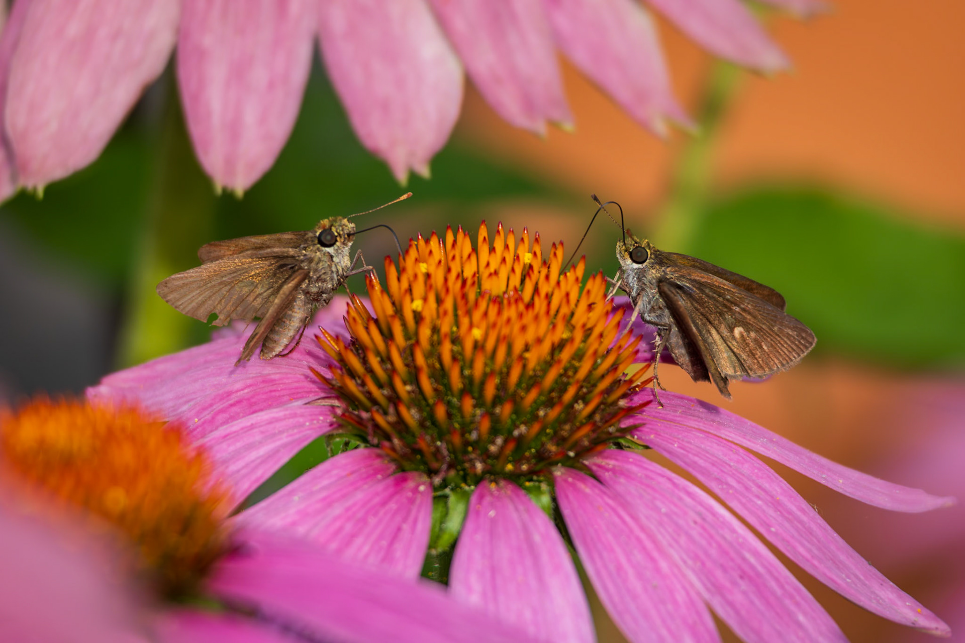 Dun Skipper | Euphyes vestris | 20240625