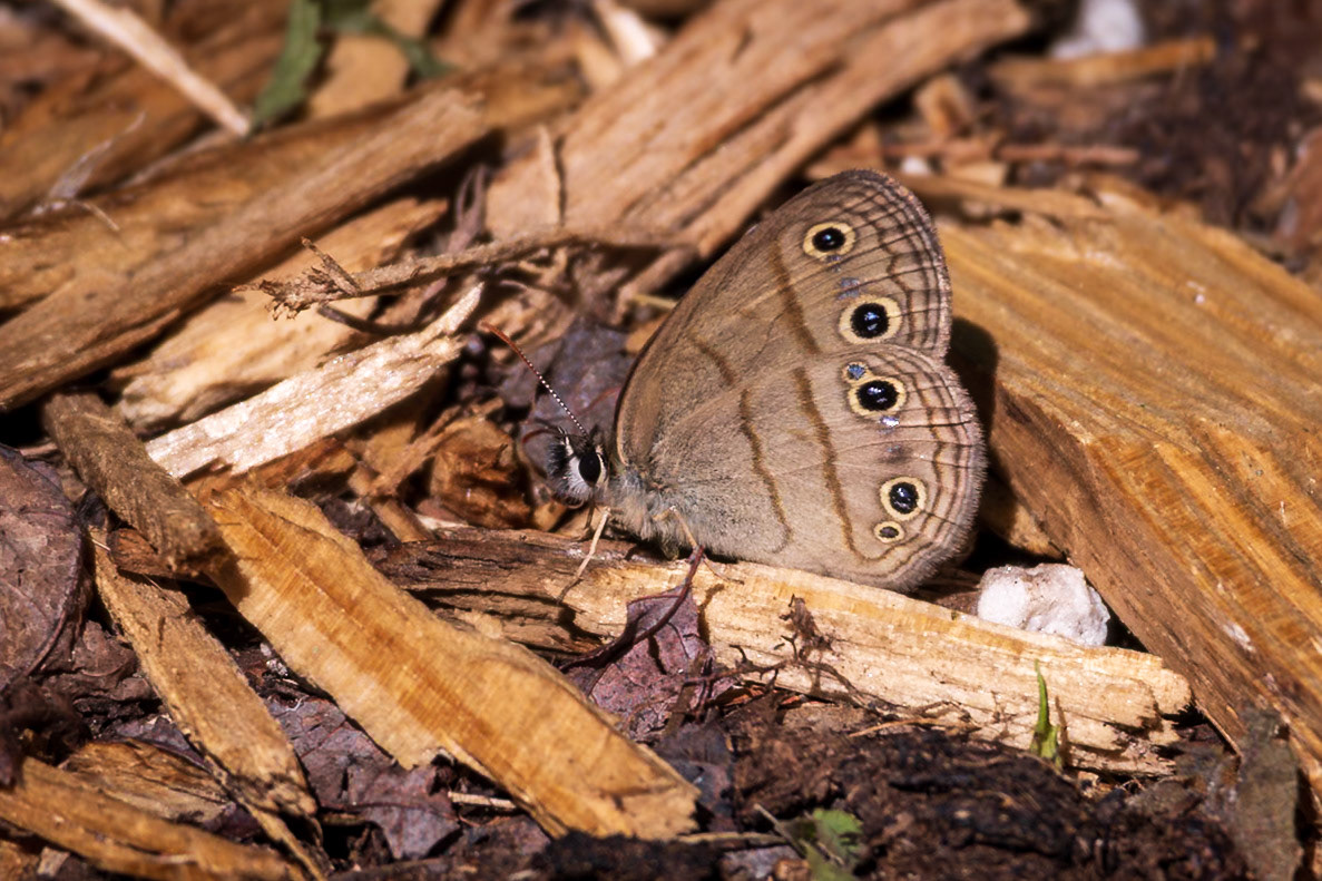 Little Wood-Satyr | Megisto cymela* (includes viola) | 20240523