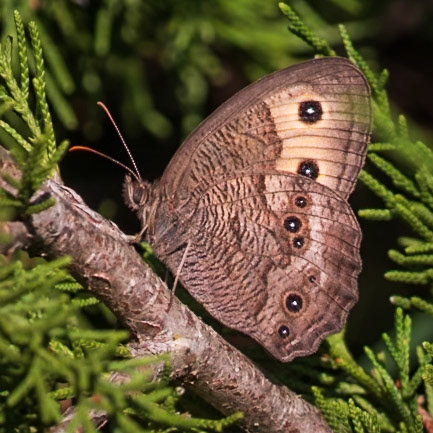 Common Wood-Nymph | Cercyonis pegala 20220715