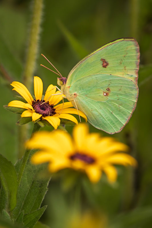 Cloudless Sulphur | Phoebis sennae | 