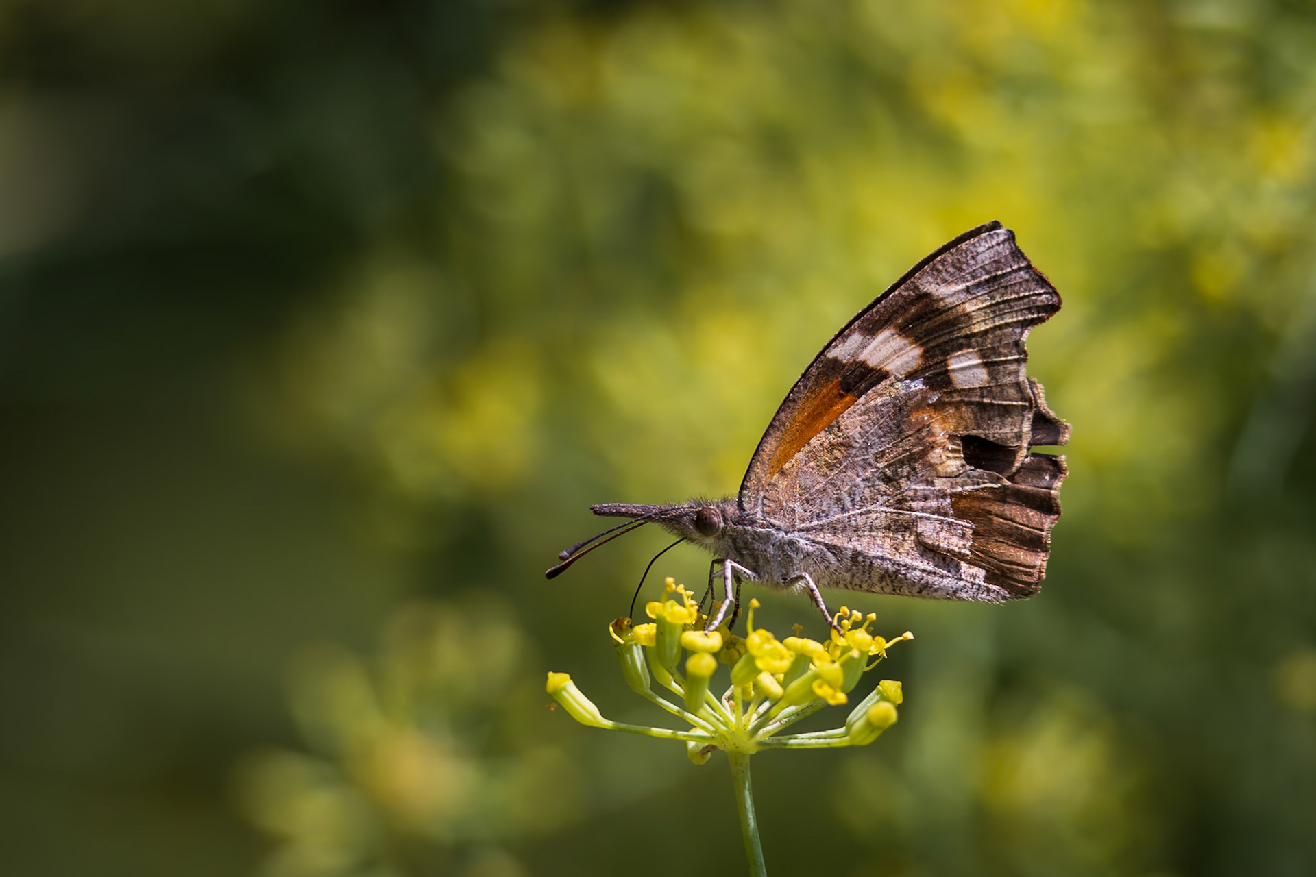 American Snout | Libytheana carinenta | 20230713
