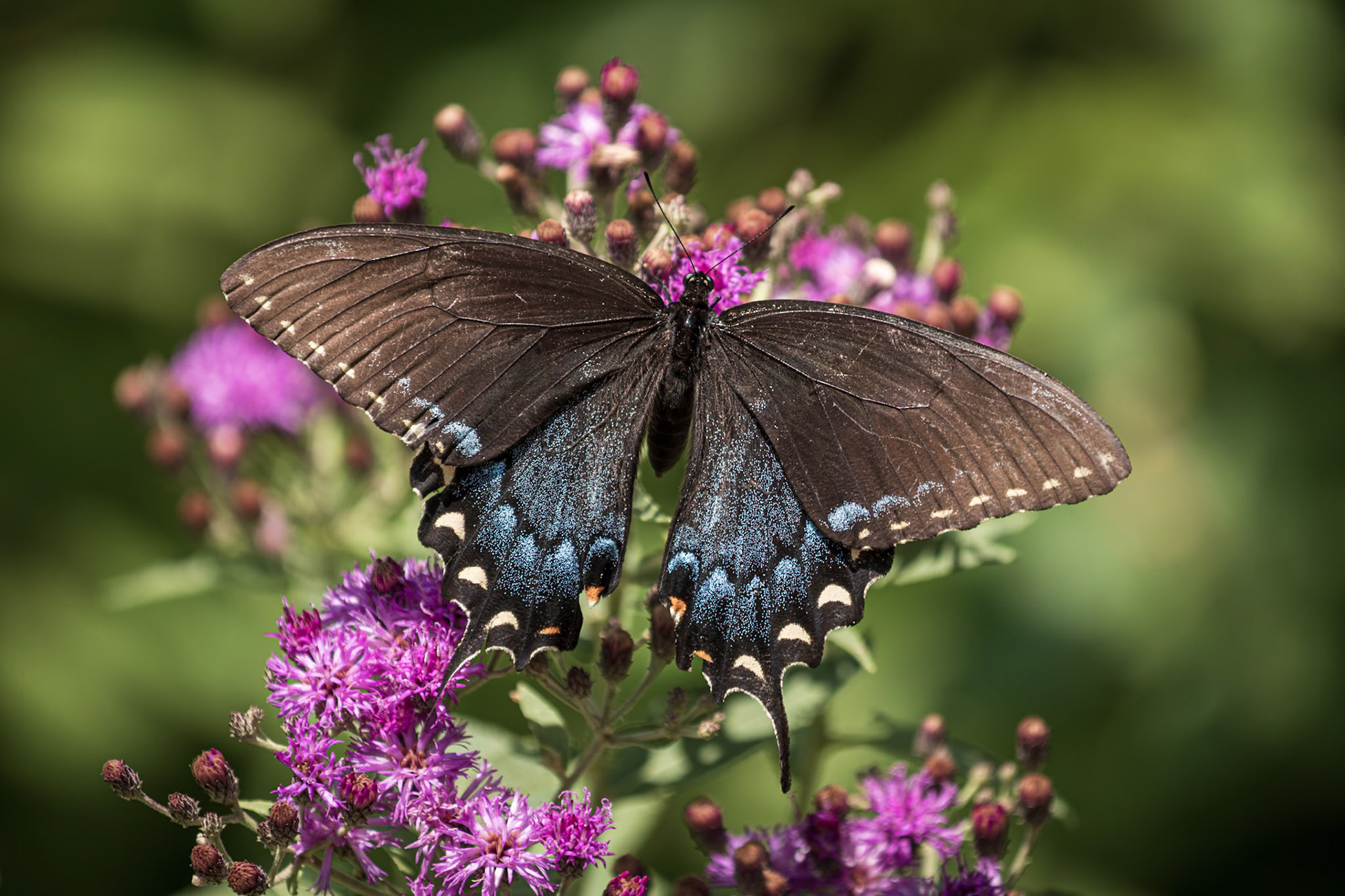 Eastern Tiger Swallowtail | Papilio glaucus | 20220801
