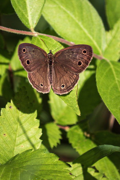 Little Wood-Satyr | Megisto cymela* (includes viola) | 20220608