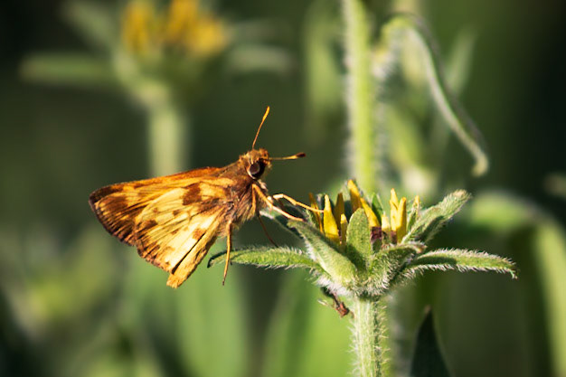 Zabulon Skipper | Poanes zabulon | 20220723