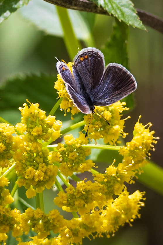 Eastern Tailed-Blue | Everes comyntas | 20230505